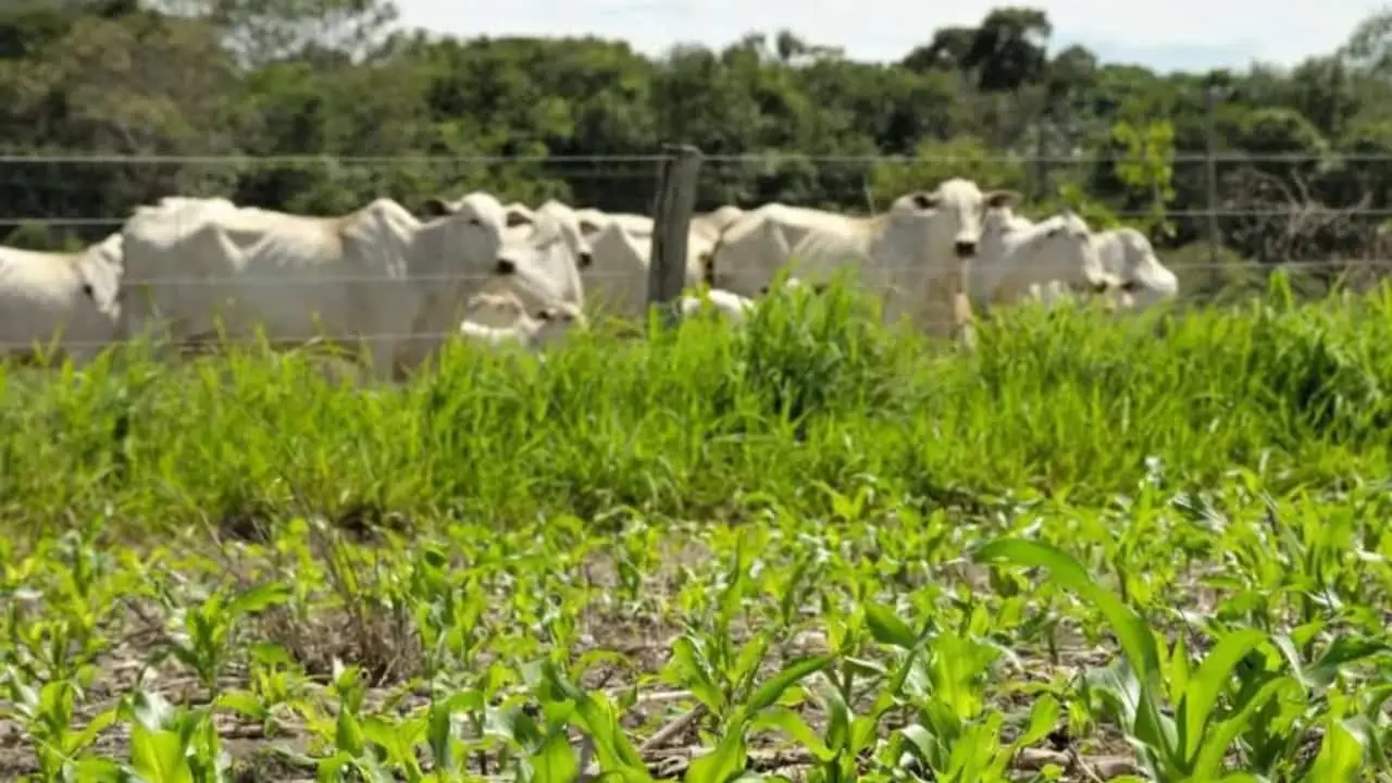 Pesquisa mostra que o carbono retido no solo em sistemas ILP, em plantio direto, foi três vezes maior que em sistemas com soja e milho. 