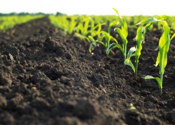 Plano Safra: ministérios debatem regras para agricultura de baixo carbono.