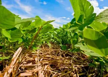 Sistema de Plantio Direto é tema de curso online e gratuito do Senar.