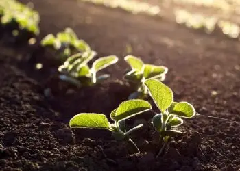 Zarc da soja é atualizado com novo sistema de classificação de solos.