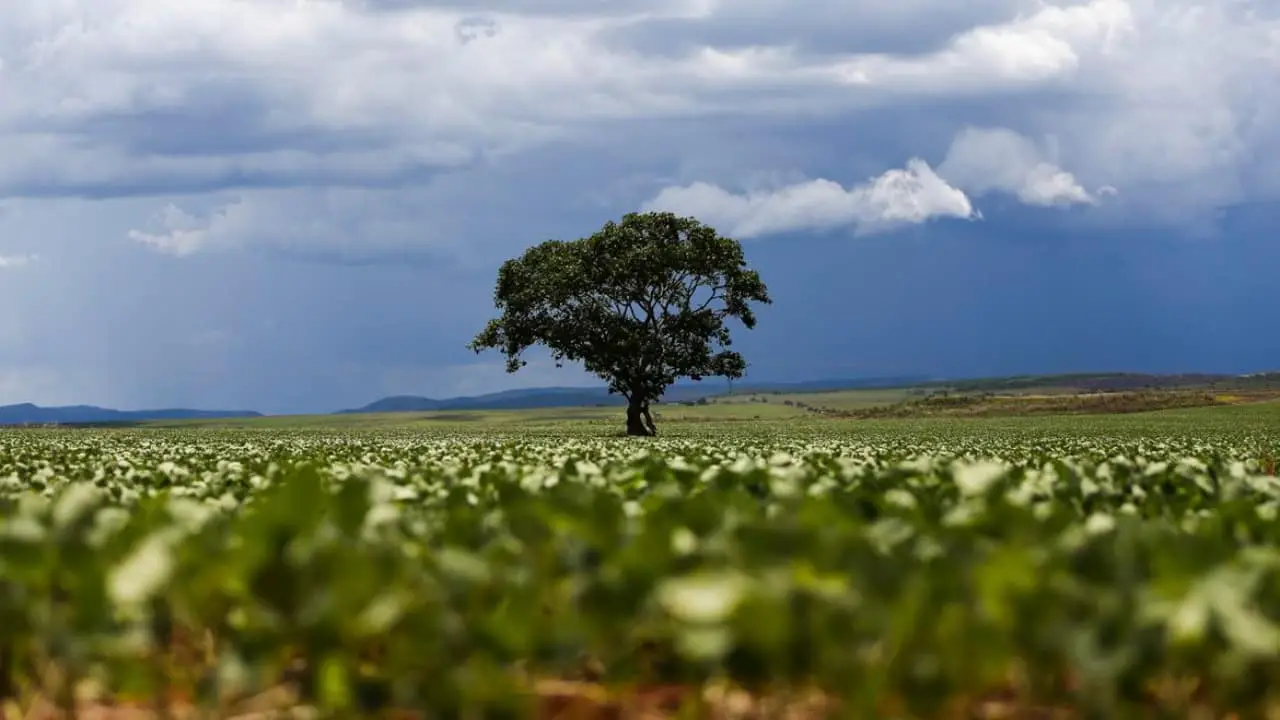 STF revoga suspensão da 'taxa do agro' em Goiás 3 fundeinfra