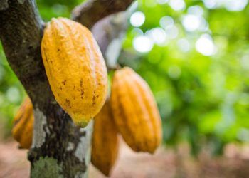 Assistência técnica desenvolve a produção de cacau no Cerrado.