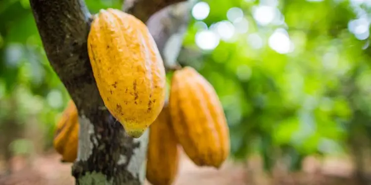 Assistência técnica desenvolve a produção de cacau no Cerrado.