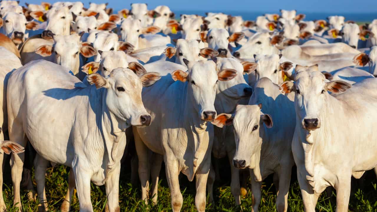 Até hoje o Brasil não registrou casos clássicos de vaca louca.