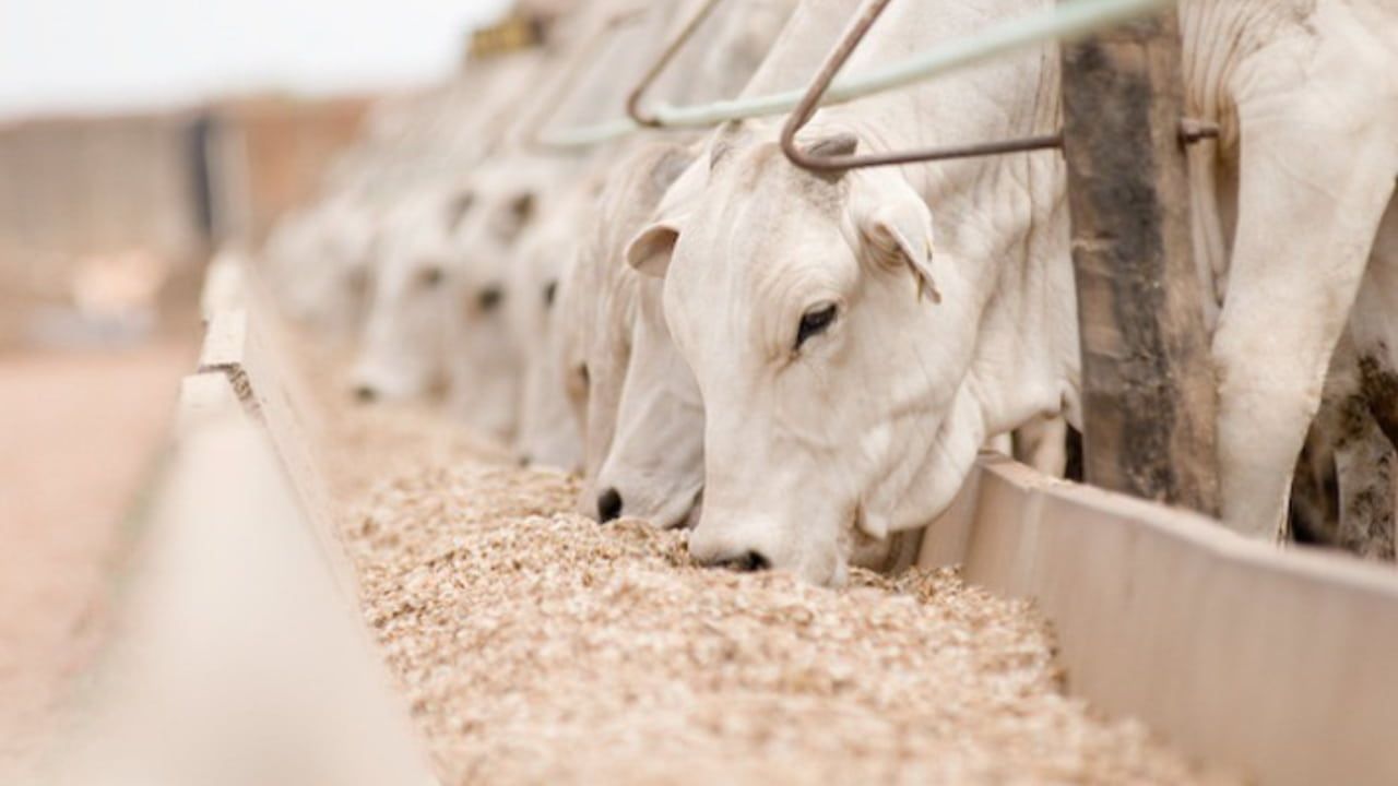Capacitação gratuita do Senar ensina noções amplas sobre o manejo alimentar de bovinos de corte. 