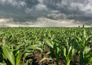 Chuva diminui no 2º trimestre no Centro-Oeste, Sul e Sudeste.