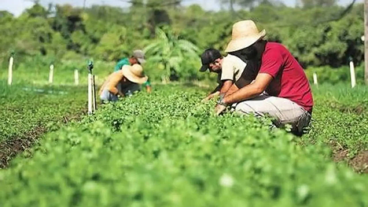 Cooperativas de produtores ativas no Pronaf, poderão pegar recursos de até R$ 30 milhões. 