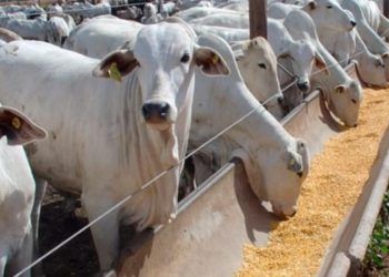 Curso online de nutrição animal de bovinos de corte é oferecido pelo Senar.