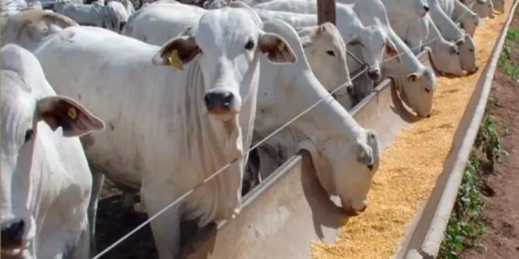 Curso online de nutrição animal de bovinos de corte é oferecido pelo Senar.