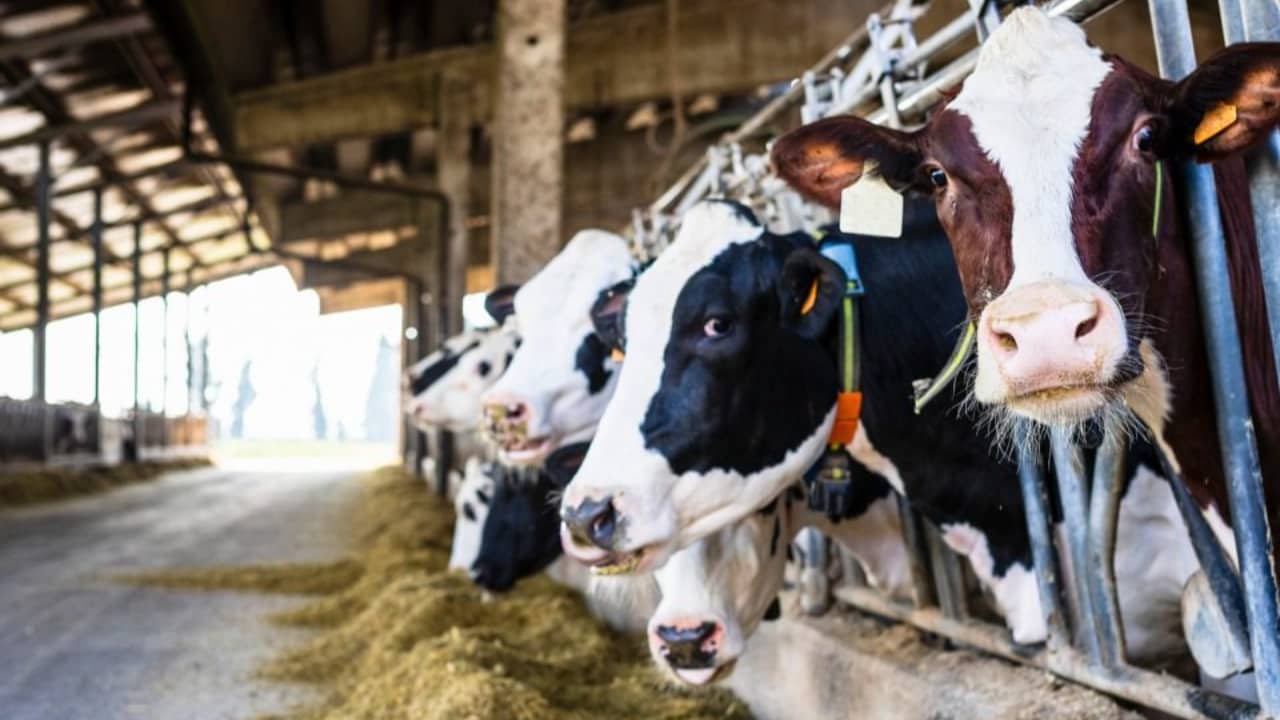 Em 2022, a margem dos produtores de leite caiu uma média de 8,8% com relação a 2021. 