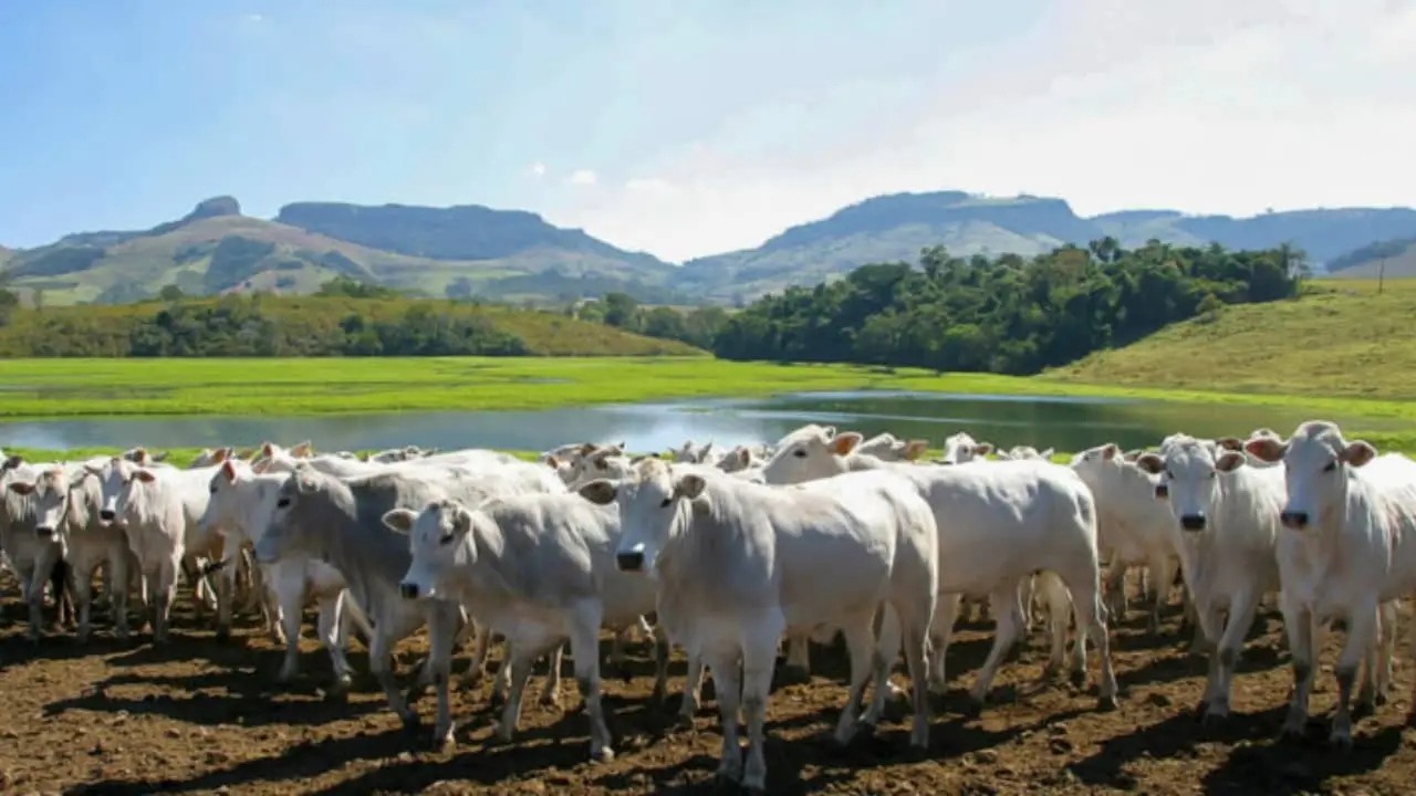 Expozebu: Seminário Zebu Carbono Neutro acontece na segunda (1º) 3 Evento busca promover o debate sobre políticas de incentivo à produção sustentável.
