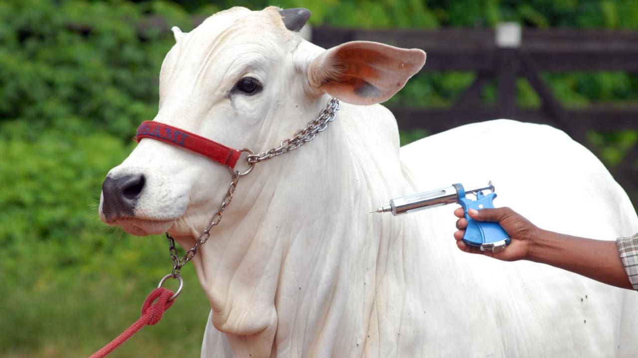 Expectativa é imunizar 73 milhões de bovinos e bubalinos de 14 estados brasileiros. 
