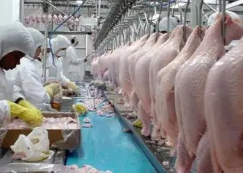 Exportações brasileiras de carne de frango crescem 22,9% em março.