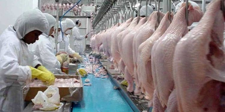 Exportações brasileiras de carne de frango crescem 22,9% em março.
