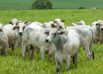Febre Aftosa: primeira etapa da campanha de vacinação começa no dia 1º de maio.