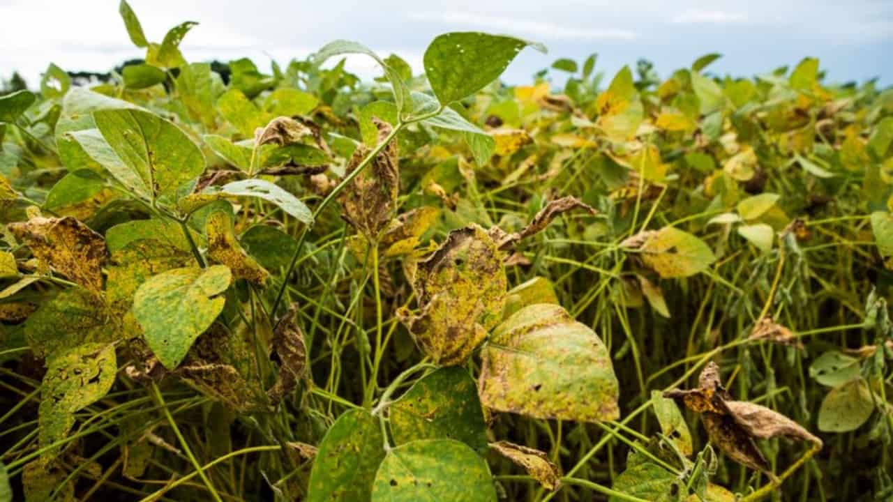 Ferrugem asiática ataca as plantas de soja e podem causar danos de até 90% da produção.