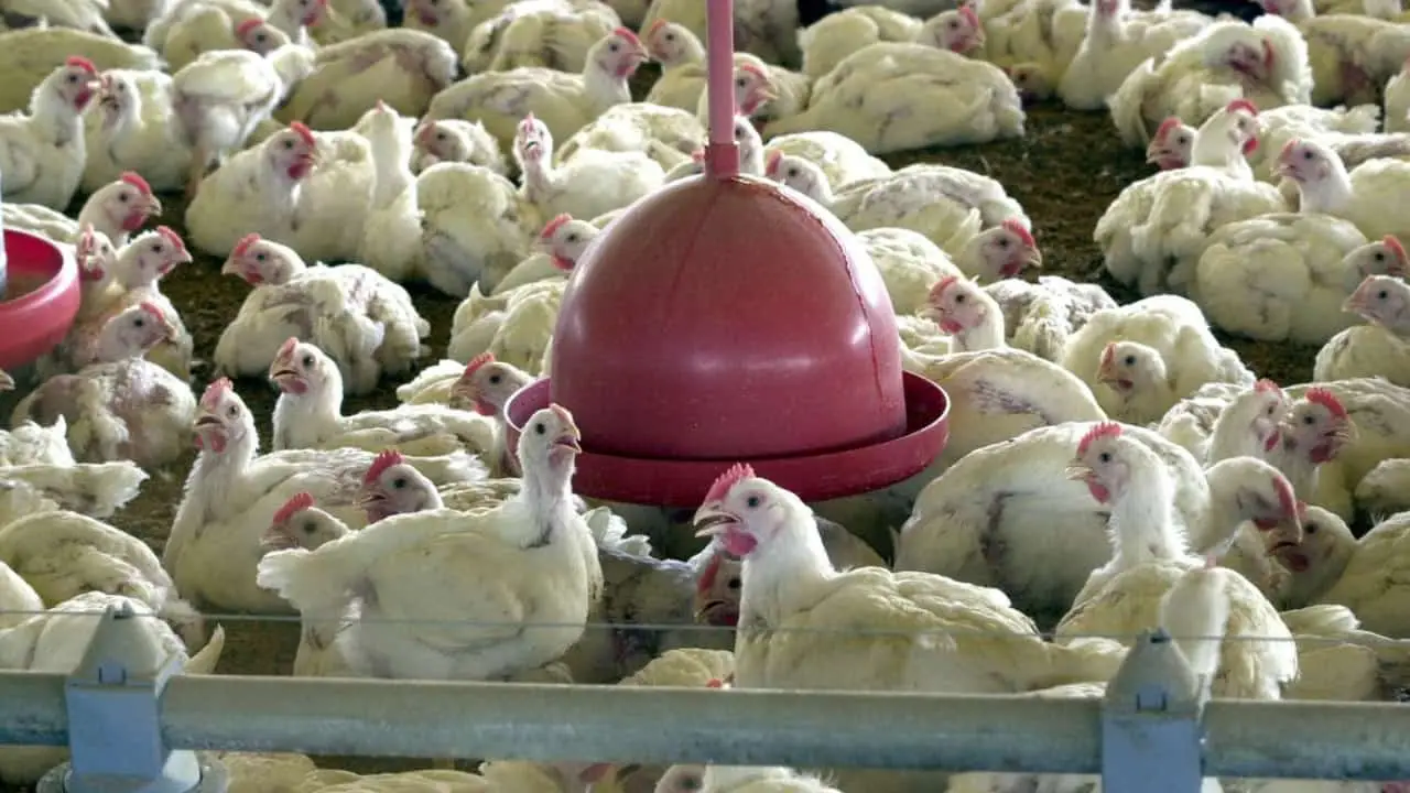 aves no Brasil