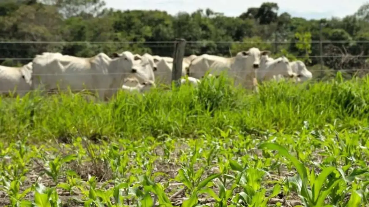 Lavoura e pecuária goiana alcança 3ª posição nacional em postos de trabalho no campo. 