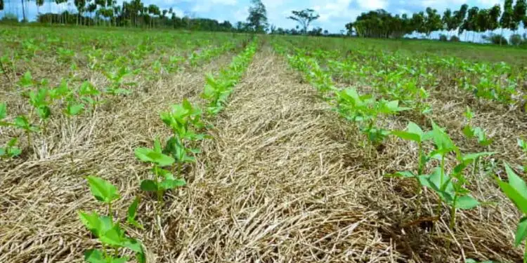 Lavoura-pecuária acumula mais carbono no solo que sucessão de culturas.