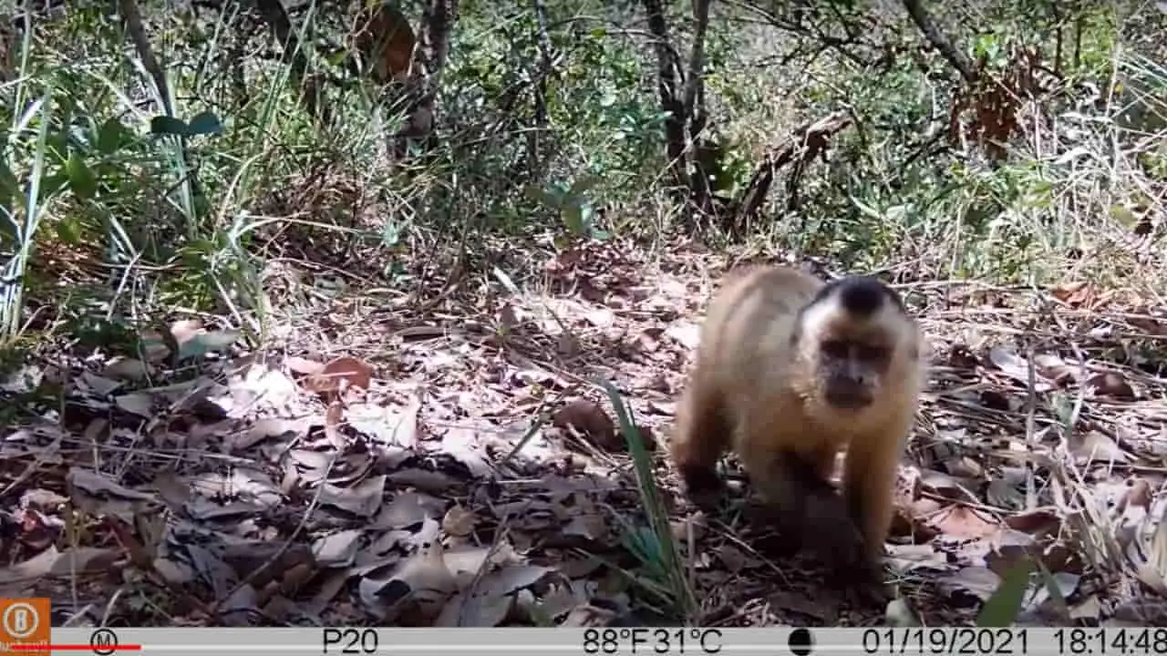 macaco
