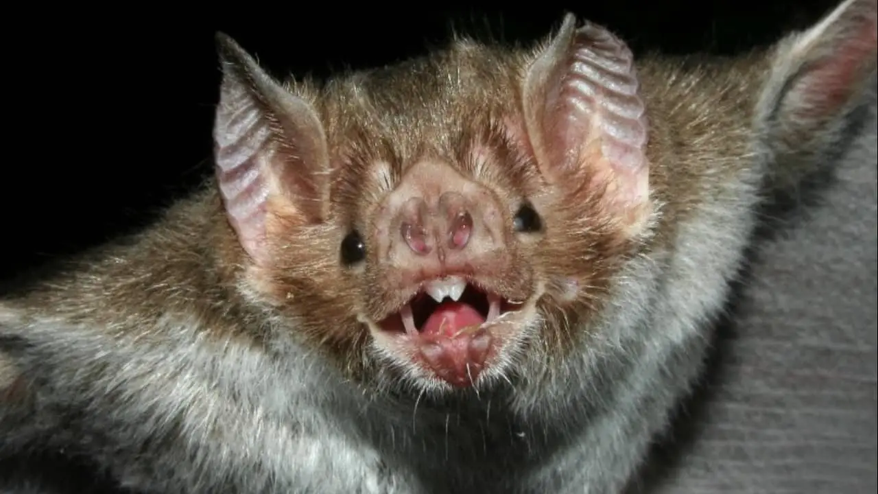 Campanha de vacinação contra raiva dos herbívoros começa na segunda (1°), em Goiás 3 morcego vampiro