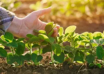 Mudanças climáticas aumentam indenizações do seguro rural em 2022.