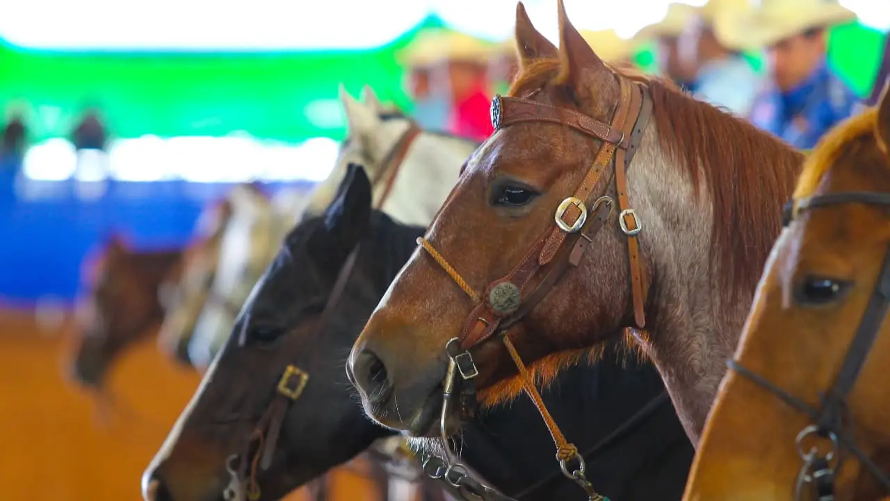 No Brasil existem mais de 660 mil animais da raça quarto de milha registrados. 