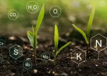 O solo é considerado o maior bem para a agricultura.