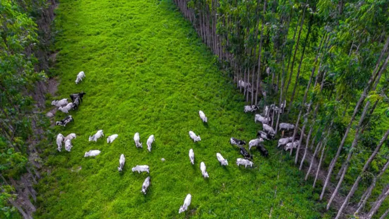 Expozebu: Seminário Zebu Carbono Neutro acontece na segunda (1º) 2 Palestras tratarão do mercado de carbono e estratégias para reduzir a emissão de gases do efeito estufa na pecuária.