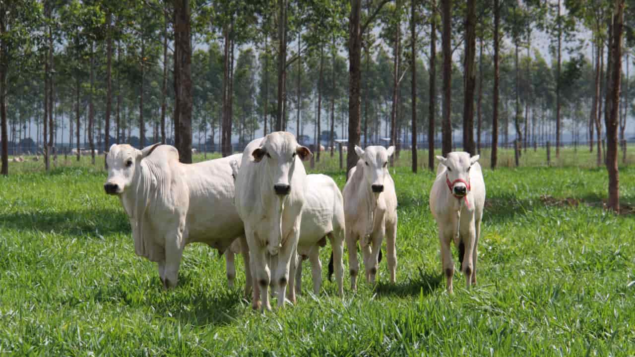 Pecuária sustentável baseada na produção carbono neutro é destaque.