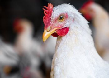 Primeira morte por gripe aviária no mundo é confirmada pela OMS.