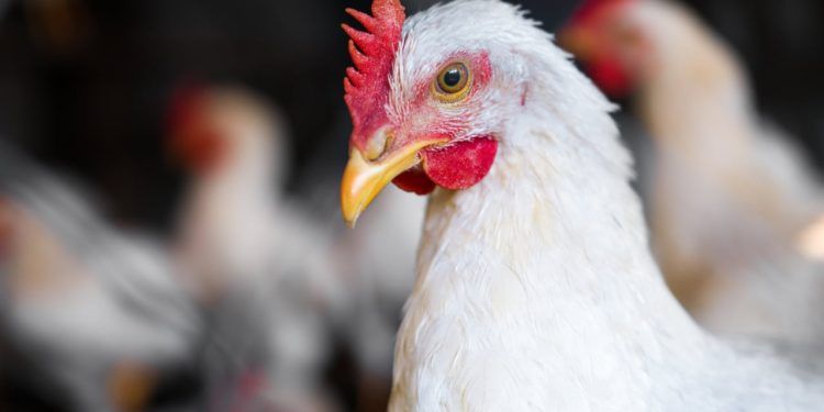 Primeira morte por gripe aviária no mundo é confirmada pela OMS.
