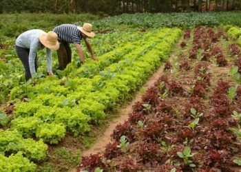 Produção de alimentos em sistemas orgânicos é tema de curso online.