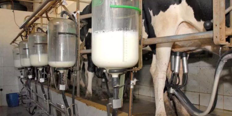 Produção de leite cai 5% no Brasil em 2022; menor volume em seis anos.