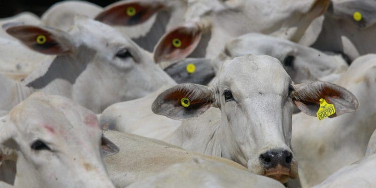 Proposta de rastreabilidade de bovinos prevê adesão voluntária em até 8 anos.