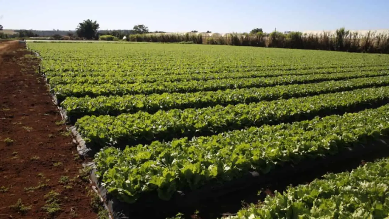 Defensivos agrícolas: Mapa registra 44 produtos para controle de pragas 2 Sete produtos são biológicos para uso na horticultura e na agricultura orgânica.