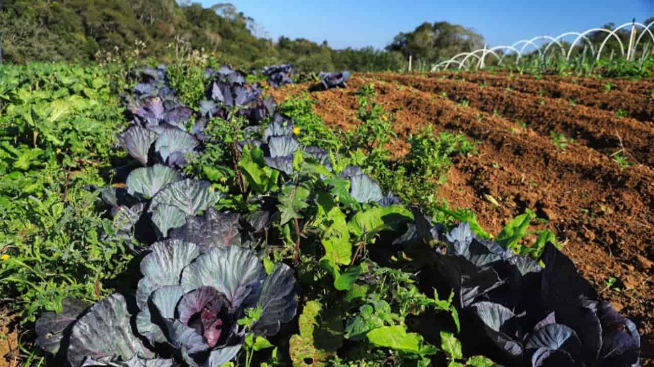 Sistemas orgânicos de produção agropecuária buscam otimizar o uso dos recursos naturais e socieconômicos disponíveis. F
