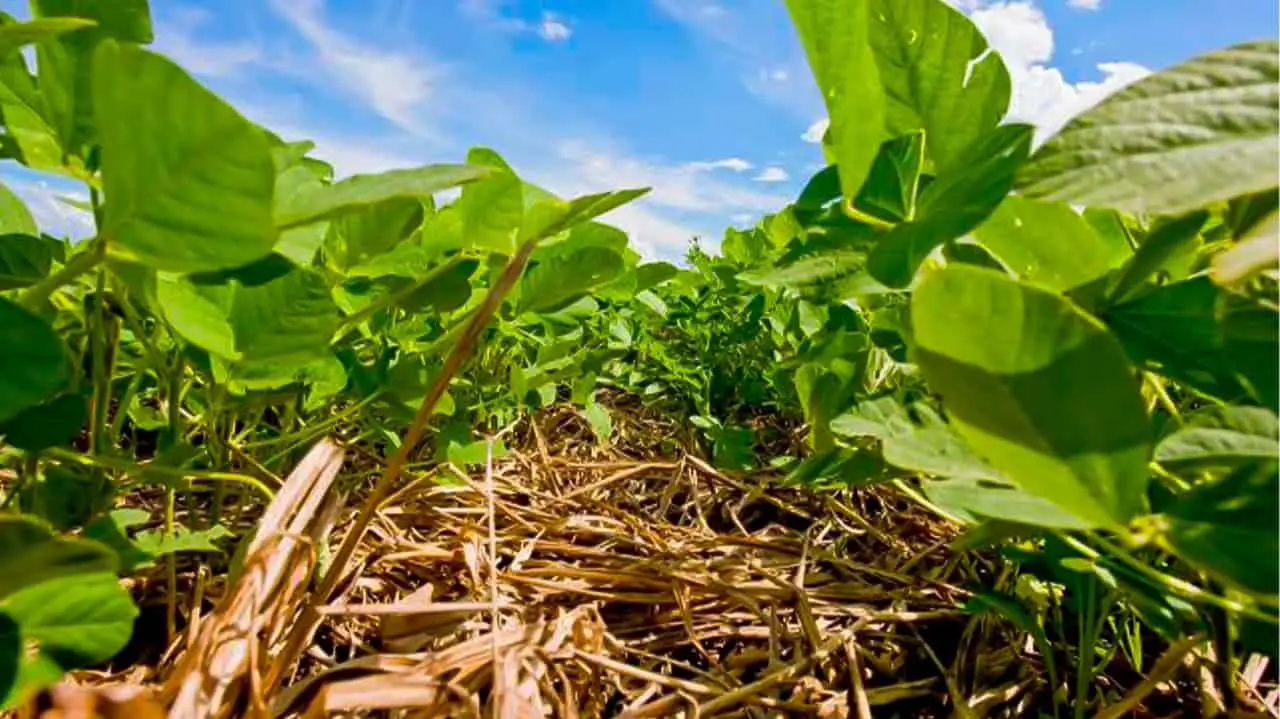 Técnicas de plantio direto, cultivo de plantas para proteção, rotação e consórcio conservam o solo. 