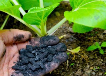 Uso de biocarvão benefícia solo e crescimento de plantas, mostra pesquisa.