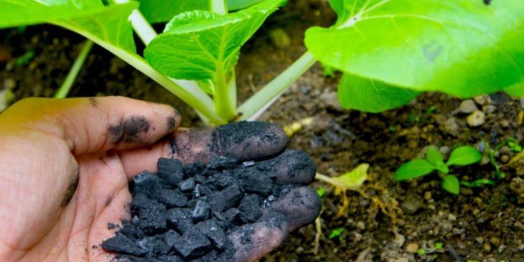 Uso de biocarvão benefícia solo e crescimento de plantas, mostra pesquisa.