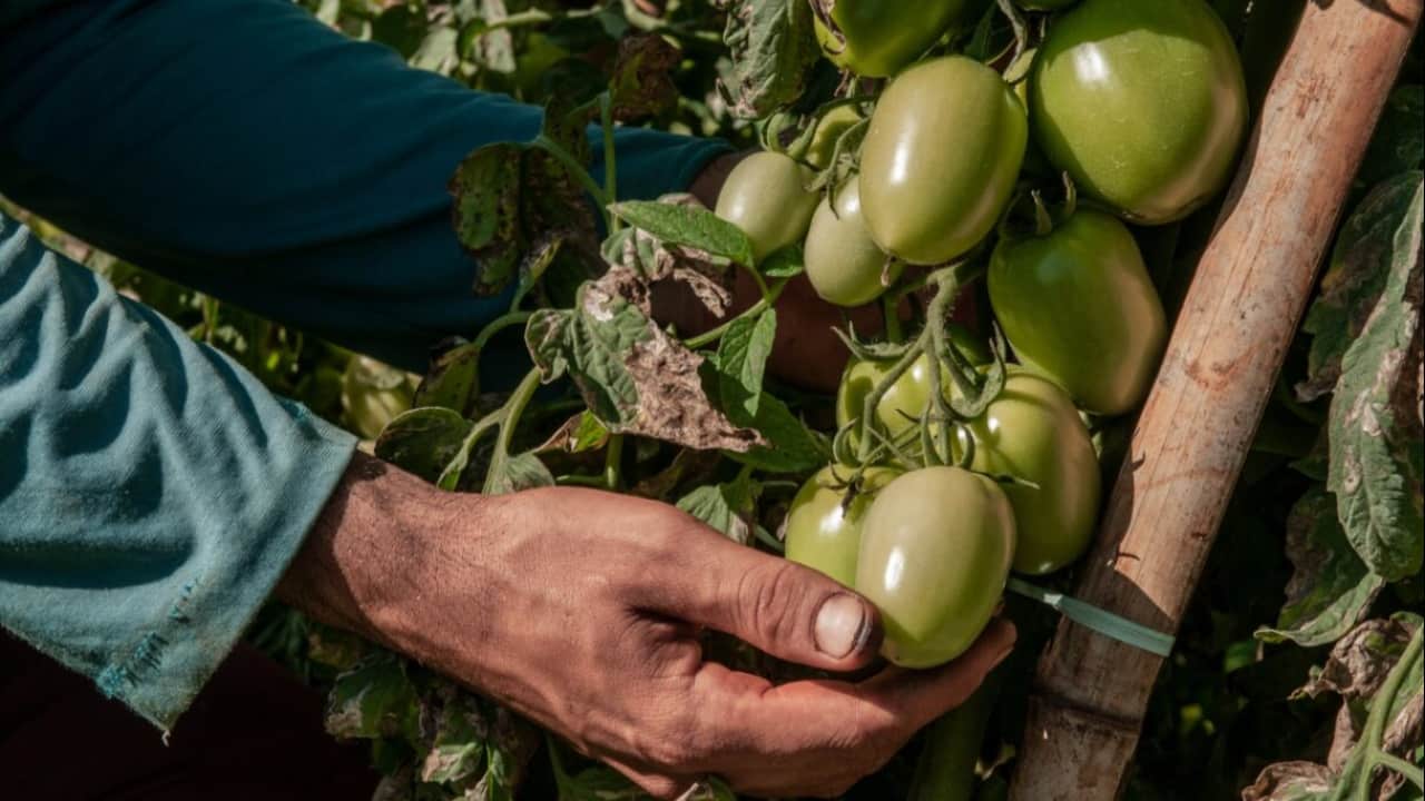 tomate em Goiás