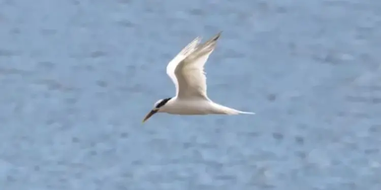 3° caso de gripe aviária é registrado em ave silvestre no Rio de Janeiro 1 gripe aviária