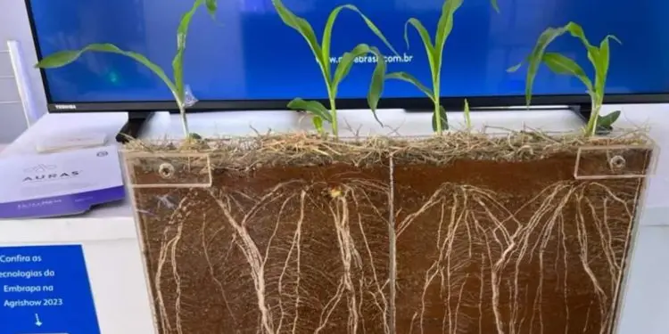 Bioinsumo da Embrapa é capaz de combater efeito da seca nas plantas 1 bioinsumo da Embrapa