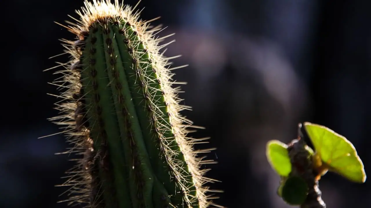 Bioinsumo da Embrapa é capaz de combater efeito da seca nas plantas 2 efeito da seca nas plantas