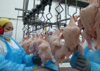 carne de frango
