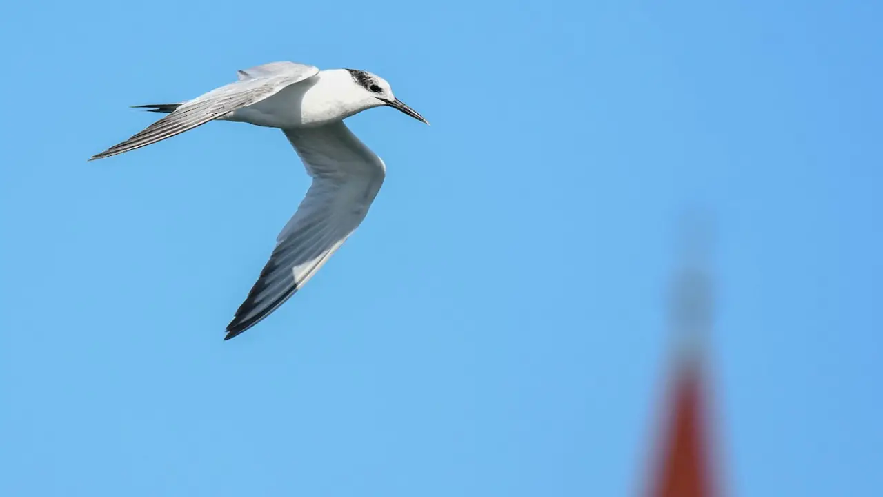 Brasil registrou primeiros dois casos de gripe aviária em aves silvestres marinhas. 