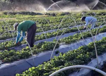 agricultores familiares