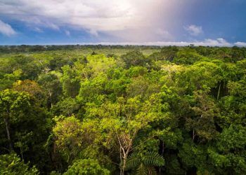 Desmatamento na Amazônia tem queda de 36% no primeiro quadrimestre de 2023