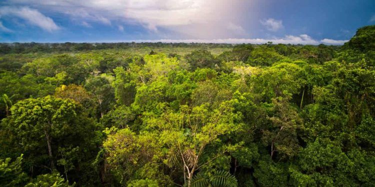 Desmatamento na Amazônia tem queda de 36% no primeiro quadrimestre de 2023