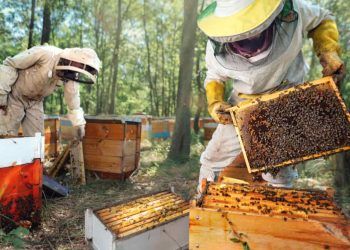 dia do apicultor